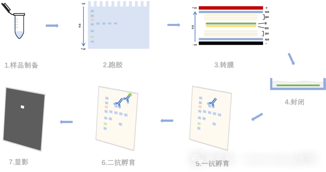 Western Blot 实验流程深度解析