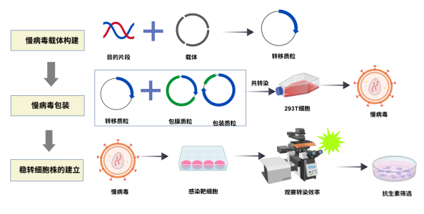 稳转株定制服务