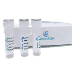 GA-DNA Transfection Kit